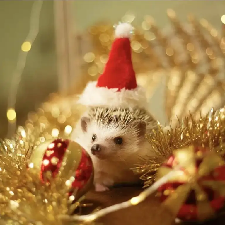 Дорогие, всех с новым годом!!!❤️🦌
Ёжики 🦔 - фотография - 1