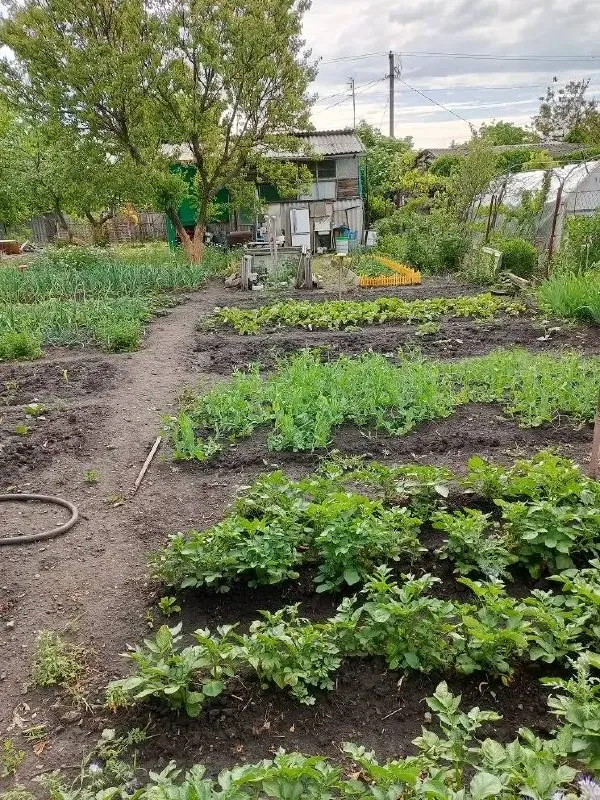Продается
Участок в черте города🌇🏡
Снт чернобылец
С квартала волкова можно дойти пешко✅.
Есть хороший фундамент под дом. Можно построить и жить постоянно. Идеально для этих целей, многие так и делают. Хорошие соседи.
Участок 10 соток, есть вода поливная, городская, есть свет, на участке есть вагончик жилой с подвалом, много фруктовых деревьев, виноград.
Собственник, документы рф.
✔️Риэлтор не нужен
Стоимость 1 500 000р
Макс +7 (952) 098-80-08 - фотография - 10
